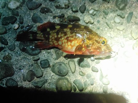 浜名湖　ライトゲーム