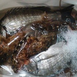 乗っ込みの気配