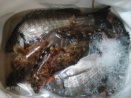 乗っ込みの気配