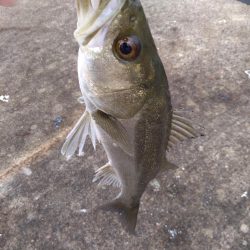 ３月始まりのシーバス