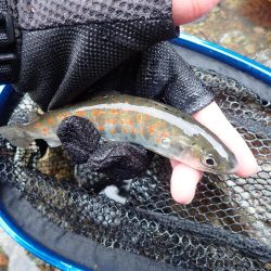 揖保川アマゴ解禁！