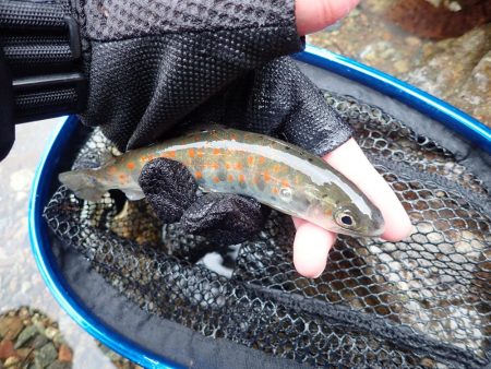 揖保川アマゴ解禁！