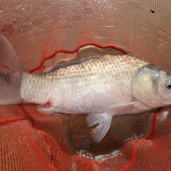 宣言通り淡水魚