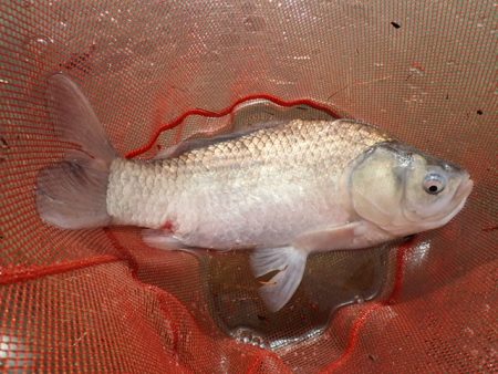 宣言通り淡水魚