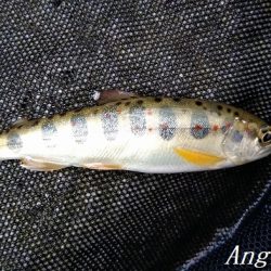 揖保川/三方川支流でポイント探し