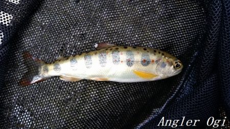 揖保川/三方川支流でポイント探し