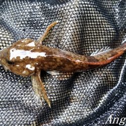 先行者多数の揖保川支流