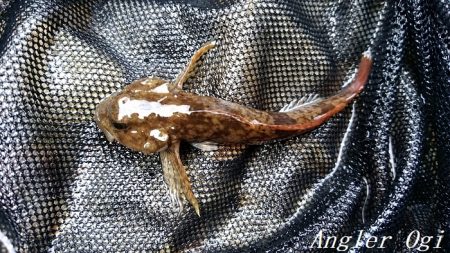 先行者多数の揖保川支流