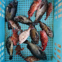 たかみ丸 釣果