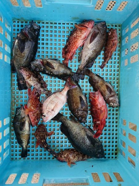 たかみ丸 釣果