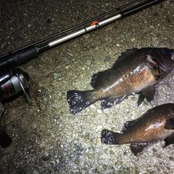 激渋っレイニーメバリング!