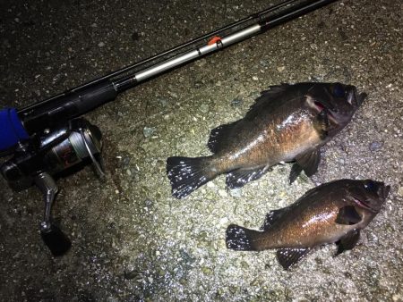 激渋っレイニーメバリング！