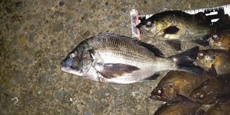 メバルの数釣り