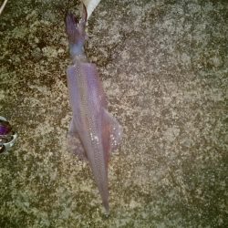 ヤリイカ2時間釣果