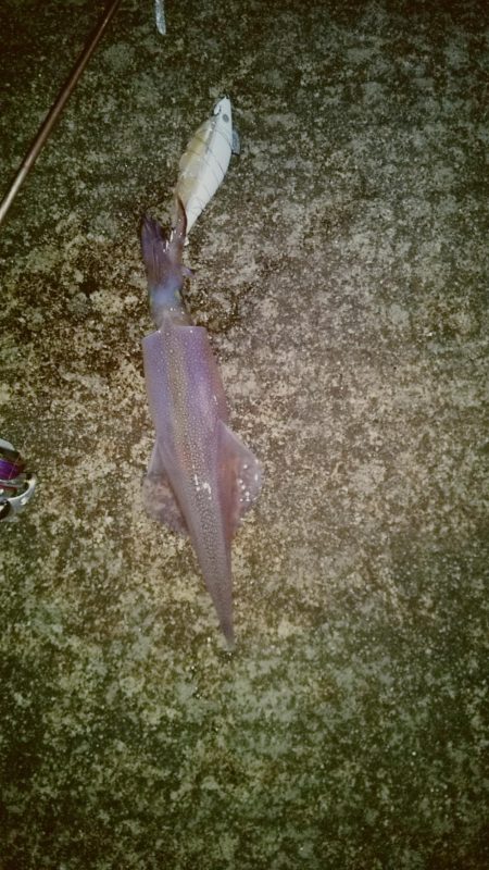 ヤリイカ2時間釣果