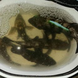 春らしい強烈な引き