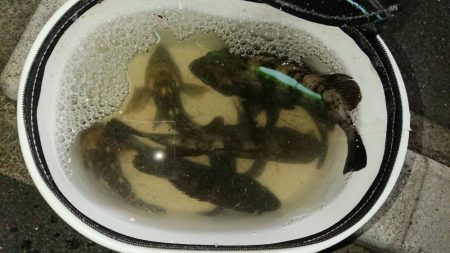 春らしい強烈な引き