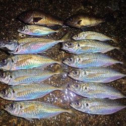 和田防で良型アジング！