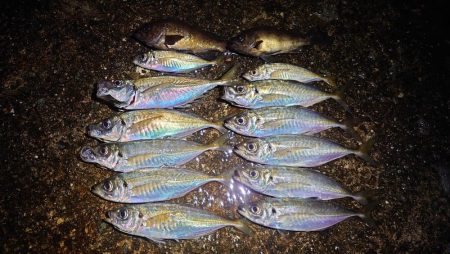 和田防で良型アジング！