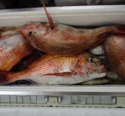 浜田釣舟　真鯛釣り