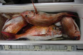 浜田釣舟　真鯛釣り