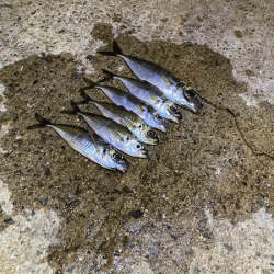 瀬戸内の島アジング（2020-2)