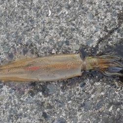 やっぱりイカnight！