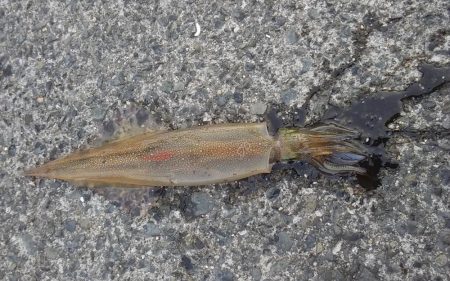 やっぱりイカnight！