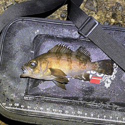 二見メバリング(2020-7)