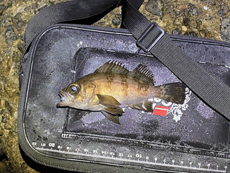 二見メバリング(2020-7)