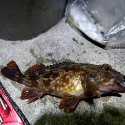 アジングin田ノ浦