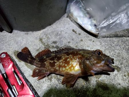 アジングin田ノ浦