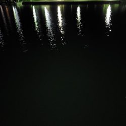 アジングとメバリング