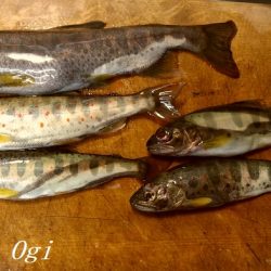 待ちに待った揖保川解禁日！