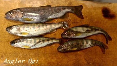 待ちに待った揖保川解禁日！