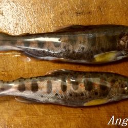 解禁3日後のアマゴ釣り