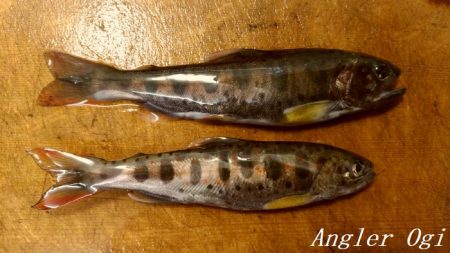 解禁3日後のアマゴ釣り