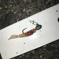 3月2日やっとキャッチ