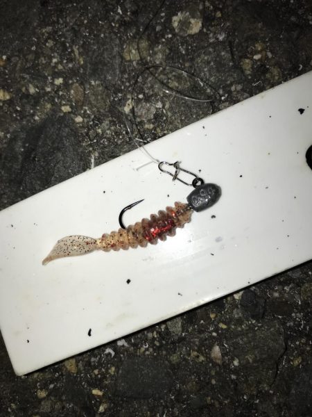 3月2日やっとキャッチ