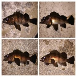 メバリング1835〜2035