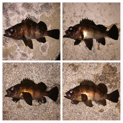 メバリング1835〜2035