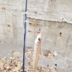 今年、初釣り‼️