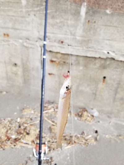 今年、初釣り‼️…