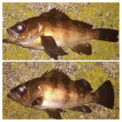 メバリング1900〜2032