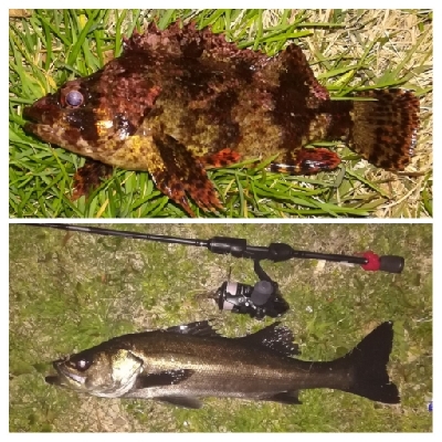 メバリング1840〜1935 2105〜2…