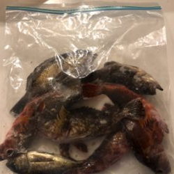 そろそろメバル