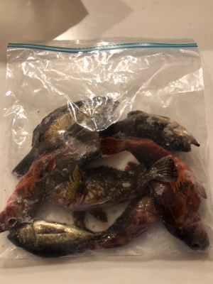 そろそろメバル