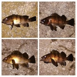 メバリング1940〜2031