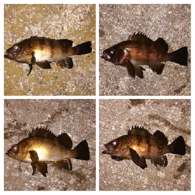 メバリング1940〜2031