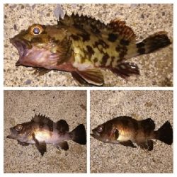 メバリング1835〜2048